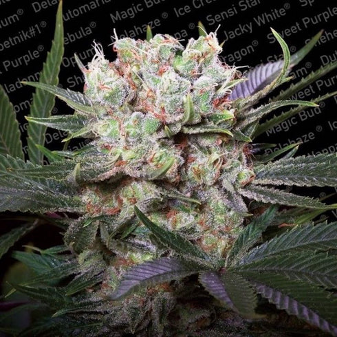 Paradise Seeds - Californian Gold